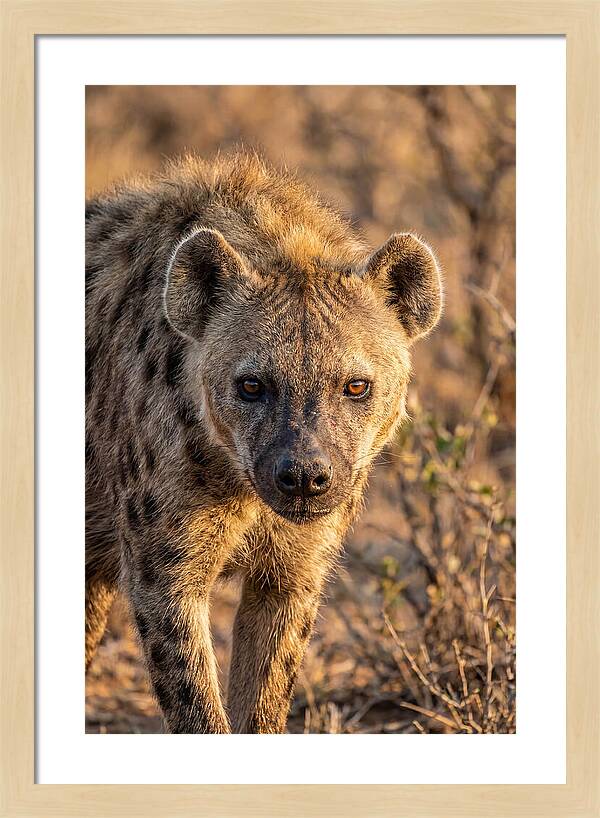 African Hyena Portrait In Nature