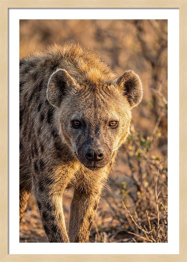 African Hyena Portrait In Nature