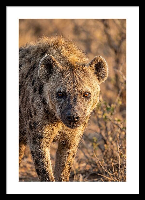 African Hyena Portrait In Nature
