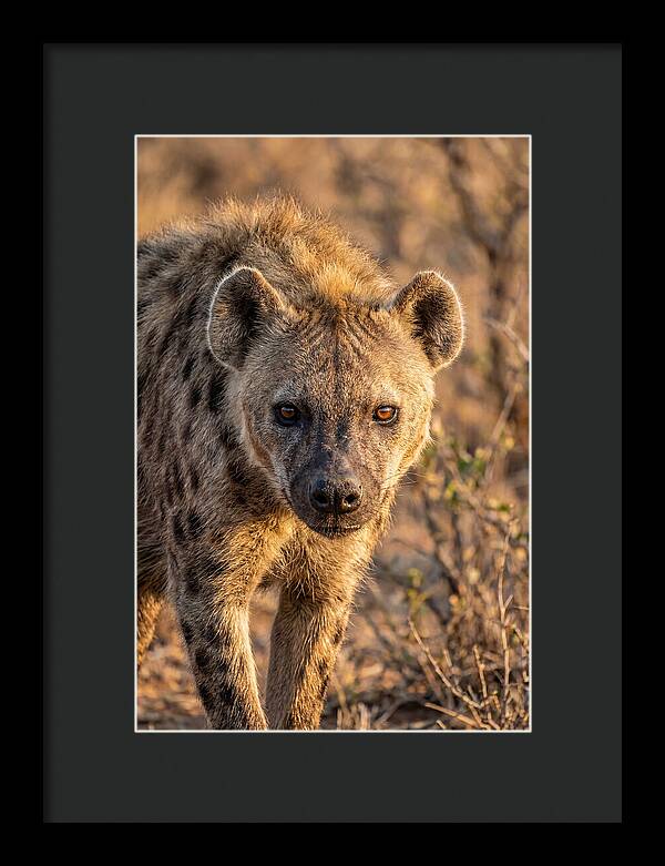 African Hyena Portrait In Nature