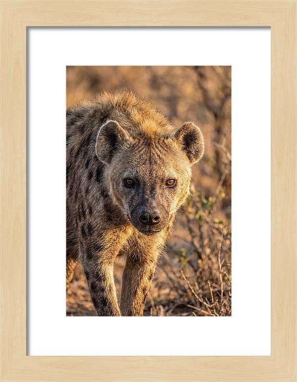 African Hyena Portrait In Nature