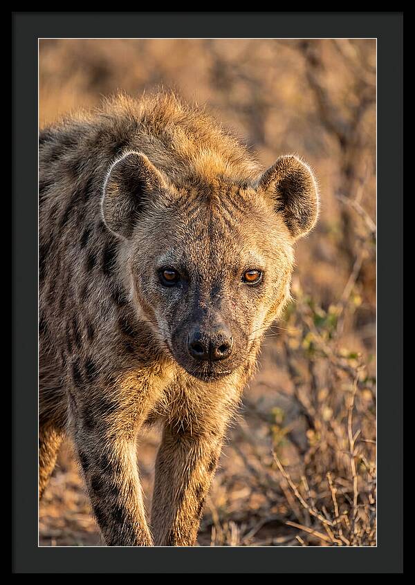 African Hyena Portrait In Nature