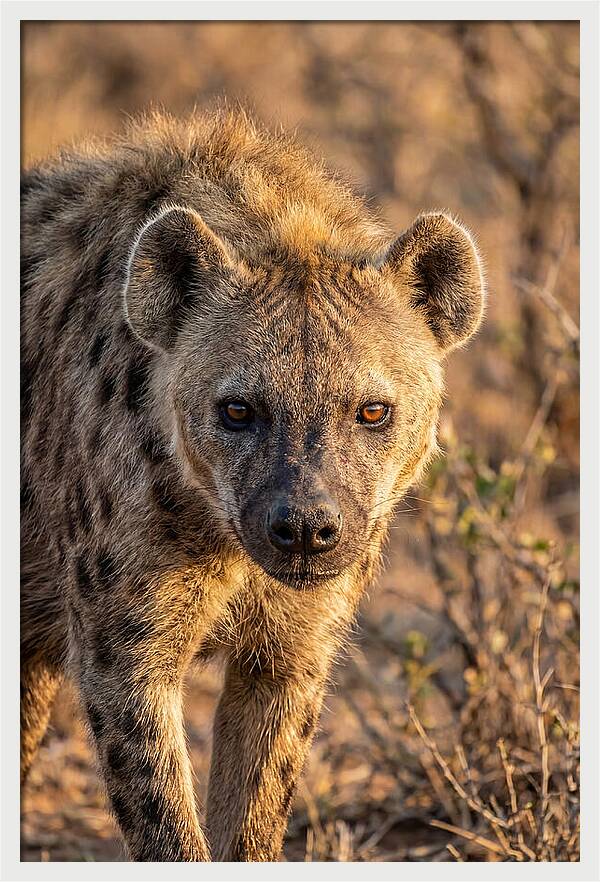 African Hyena Portrait In Nature