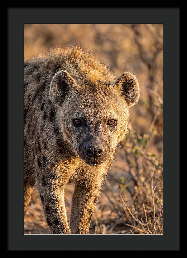 African Hyena Portrait In Nature