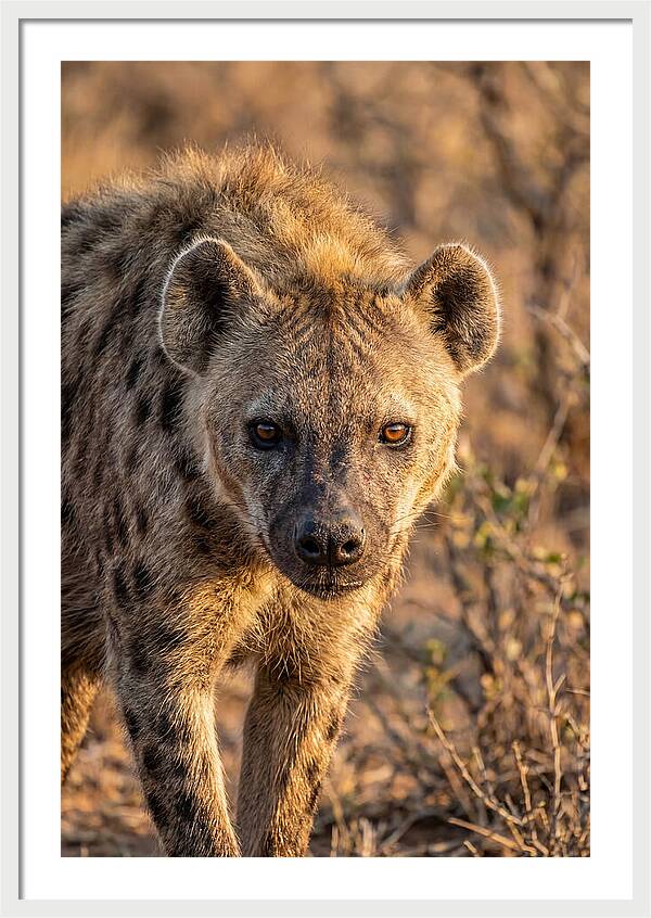 African Hyena Portrait In Nature