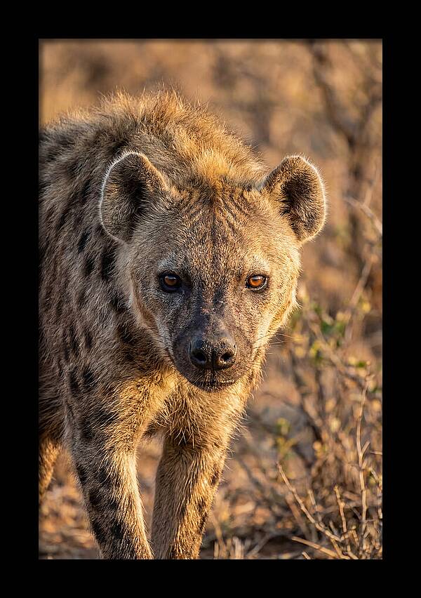 African Hyena Portrait In Nature
