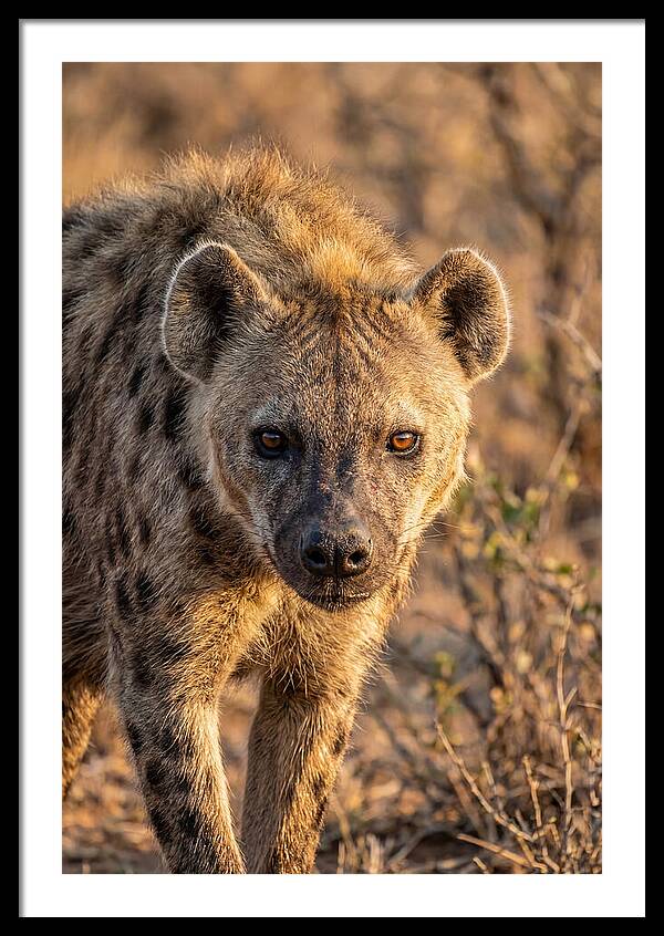 African Hyena Portrait In Nature