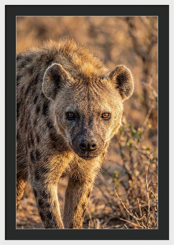 African Hyena Portrait In Nature