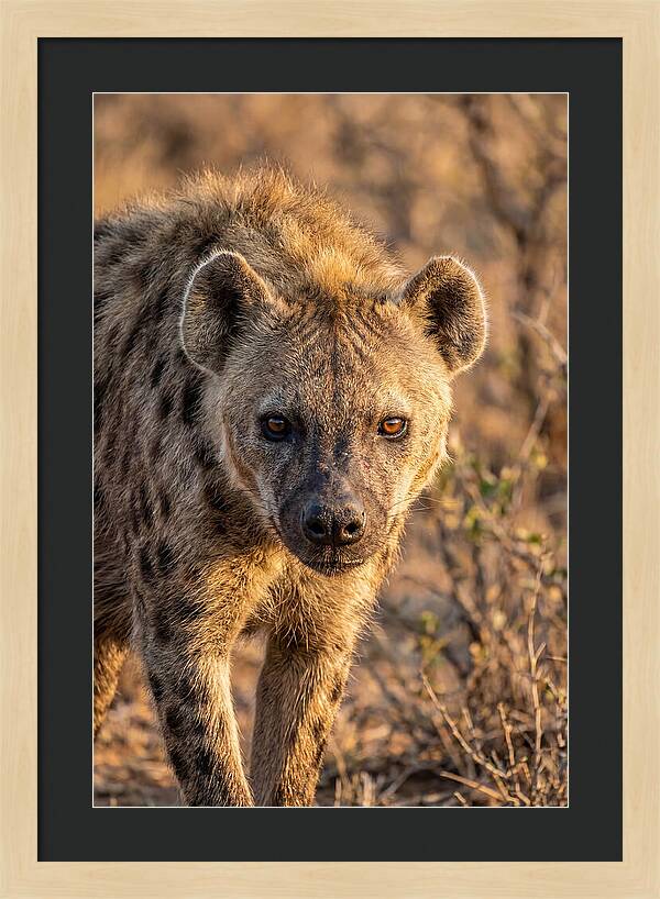 African Hyena Portrait In Nature