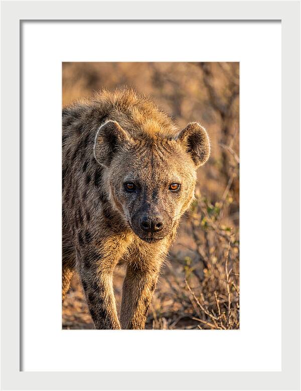 African Hyena Portrait In Nature