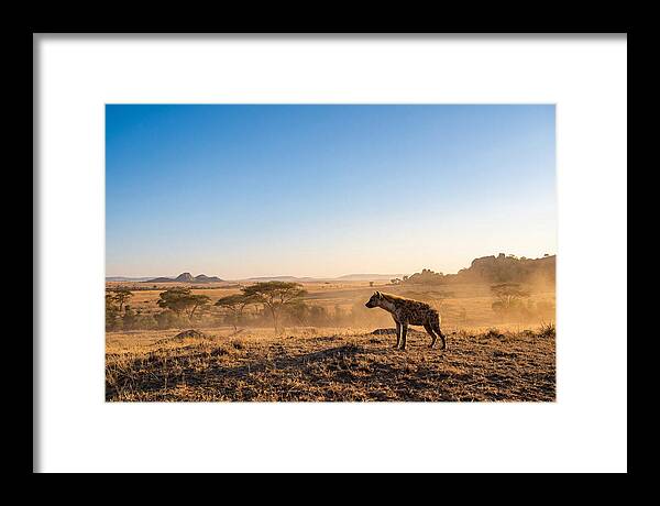 African Hyena Standing Alert