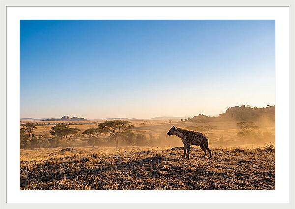 African Hyena Standing Alert