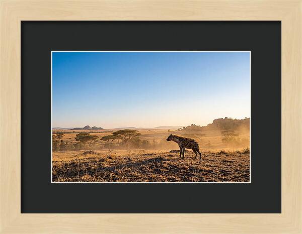 African Hyena Standing Alert