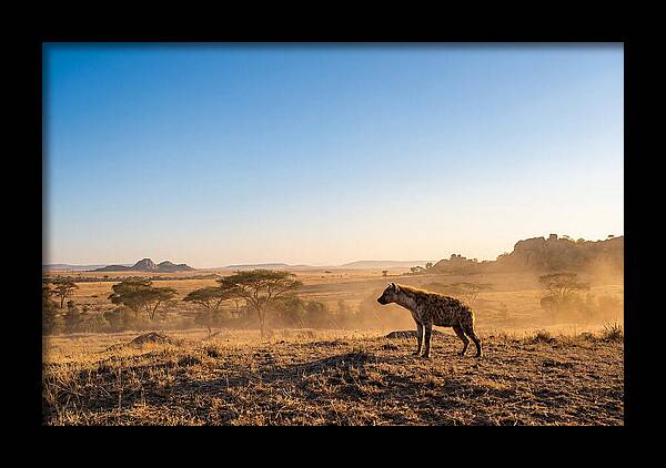 African Hyena Standing Alert