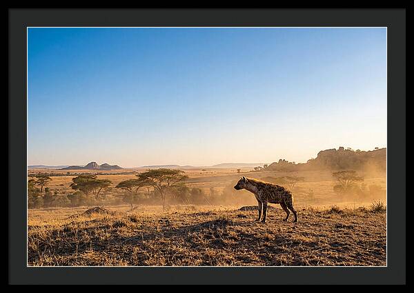 African Hyena Standing Alert