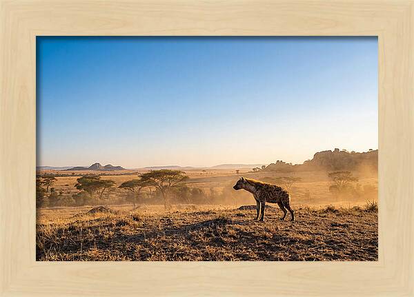 African Hyena Standing Alert
