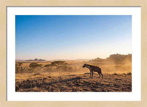African Hyena Standing Alert