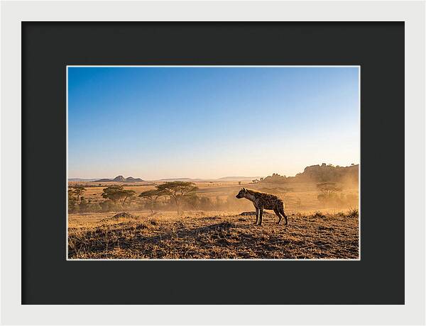 African Hyena Standing Alert