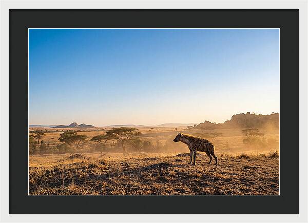 African Hyena Standing Alert