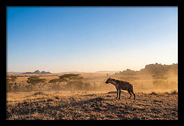 African Hyena Standing Alert
