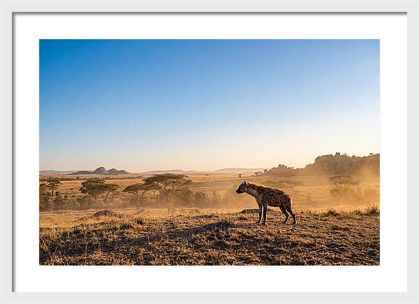 African Hyena Standing Alert