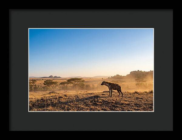 African Hyena Standing Alert