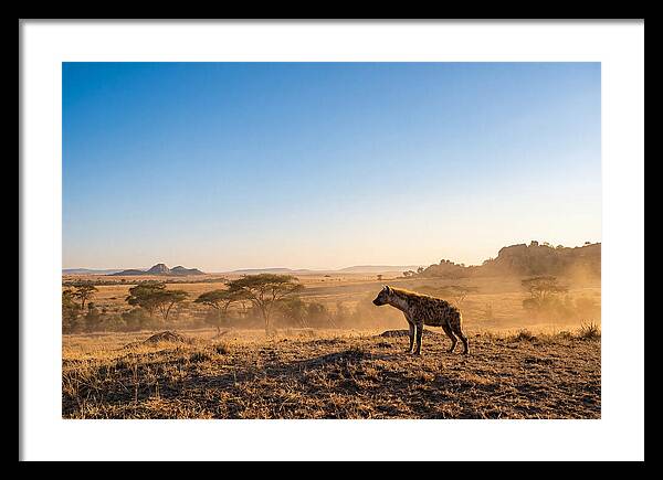 African Hyena Standing Alert