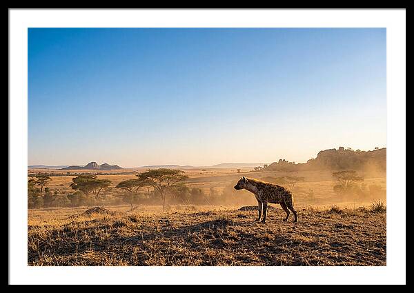 African Hyena Standing Alert