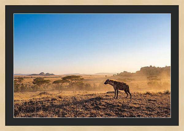 African Hyena Standing Alert