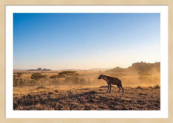 African Hyena Standing Alert