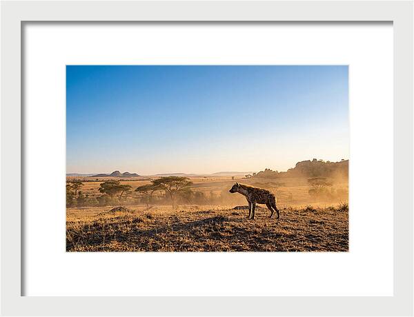 African Hyena Standing Alert