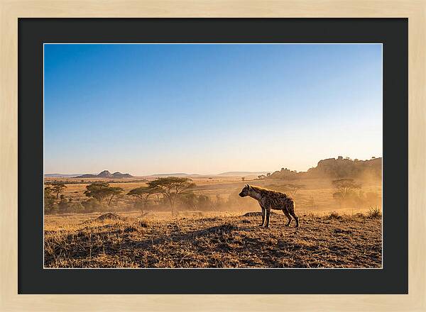 African Hyena Standing Alert