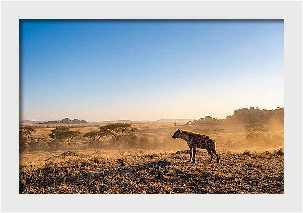 African Hyena Standing Alert