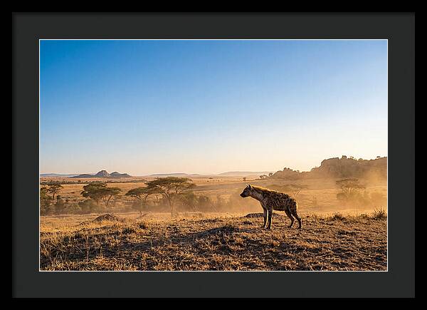 African Hyena Standing Alert