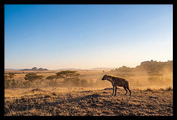 African Hyena Standing Alert