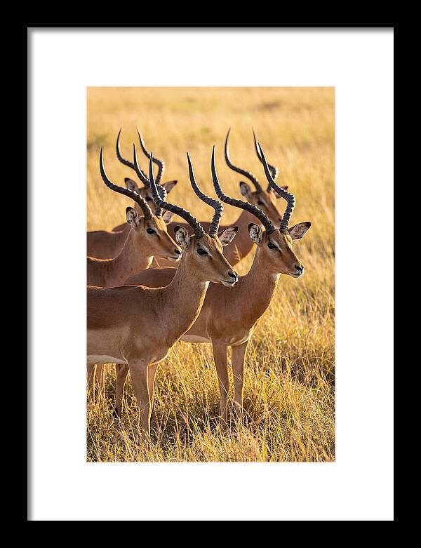 African Impala Bachelor Herd