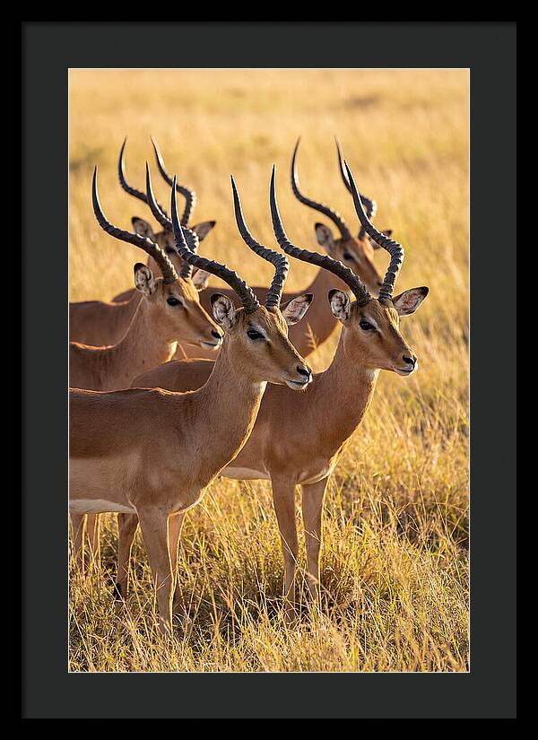 African Impala Bachelor Herd