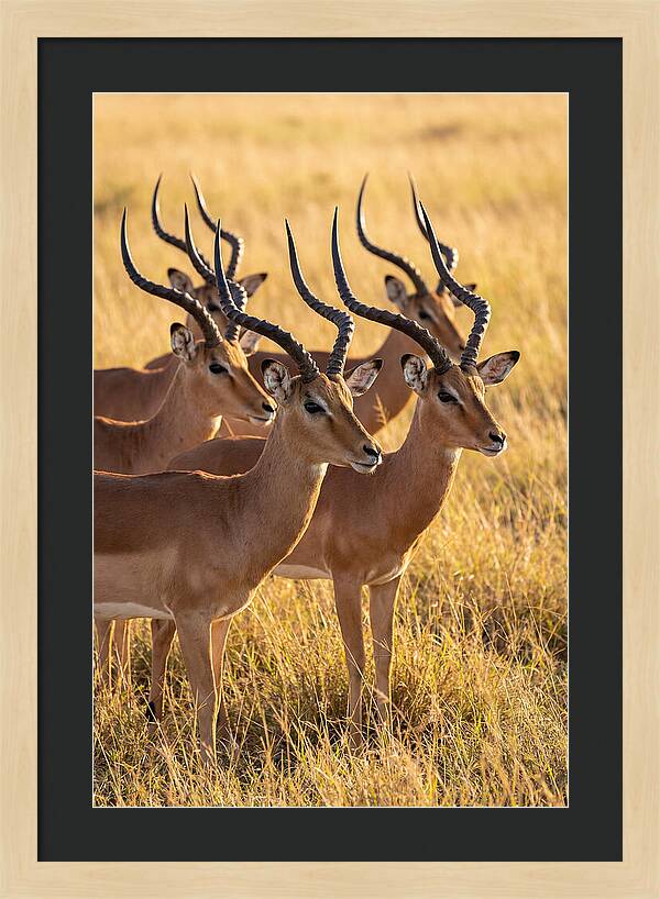 African Impala Bachelor Herd