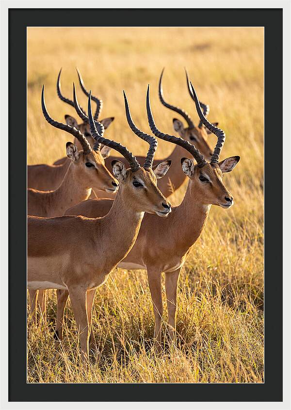 African Impala Bachelor Herd