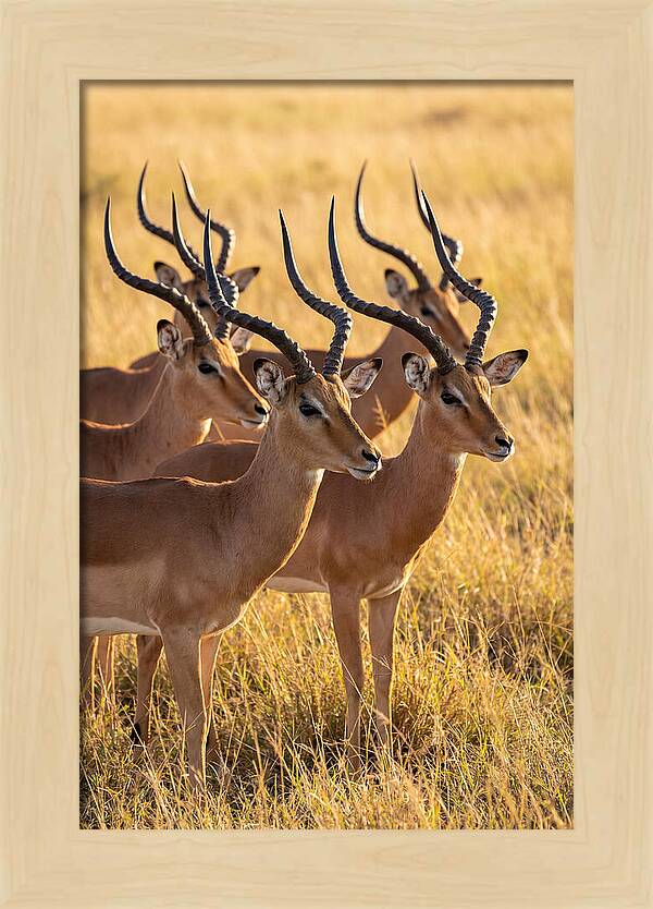 African Impala Bachelor Herd