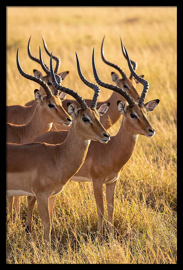 African Impala Bachelor Herd