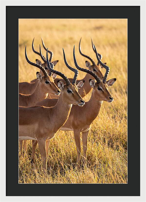 African Impala Bachelor Herd