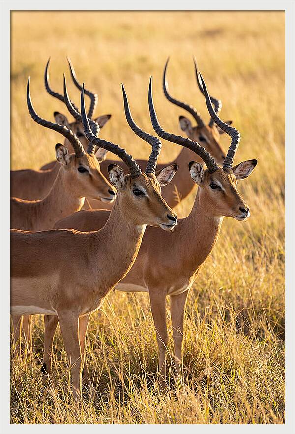 African Impala Bachelor Herd