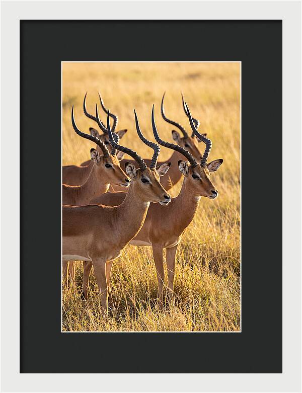African Impala Bachelor Herd