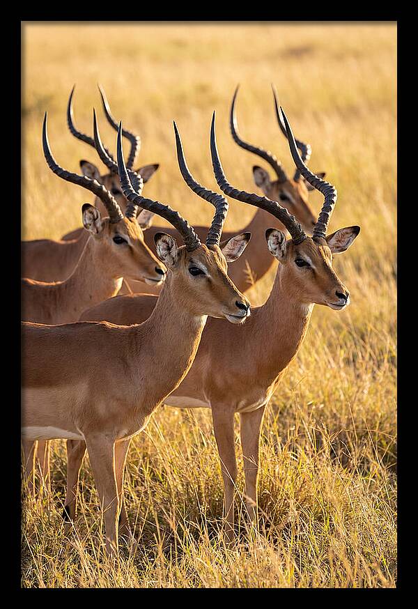 African Impala Bachelor Herd