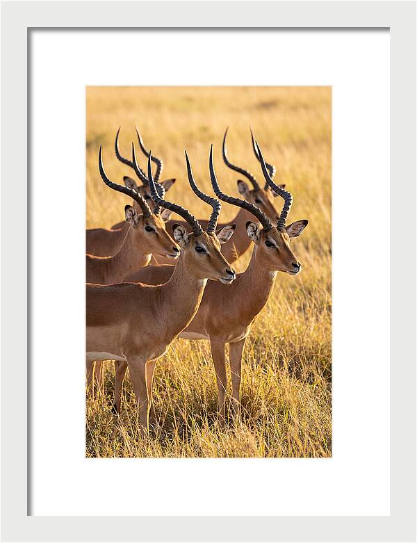 African Impala Bachelor Herd