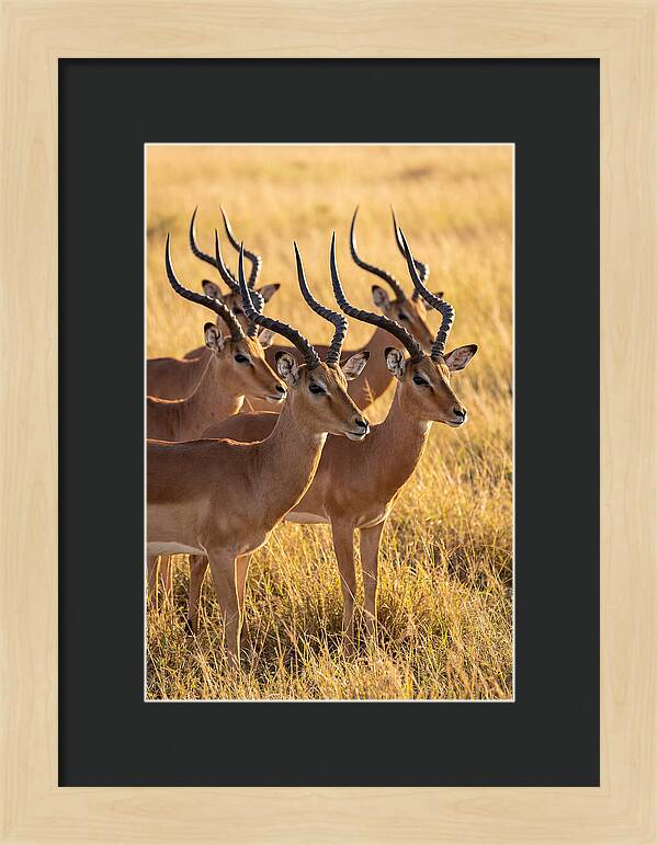 African Impala Bachelor Herd