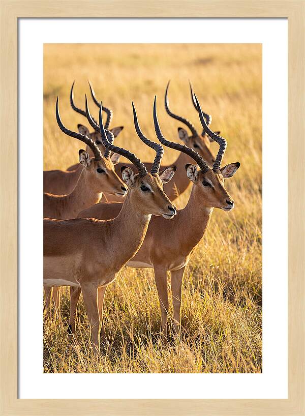 African Impala Bachelor Herd