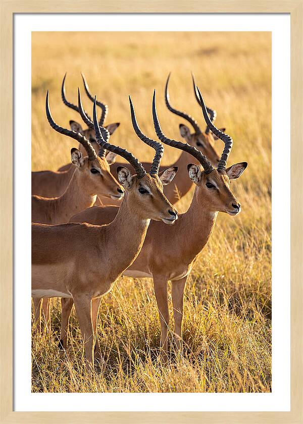 African Impala Bachelor Herd