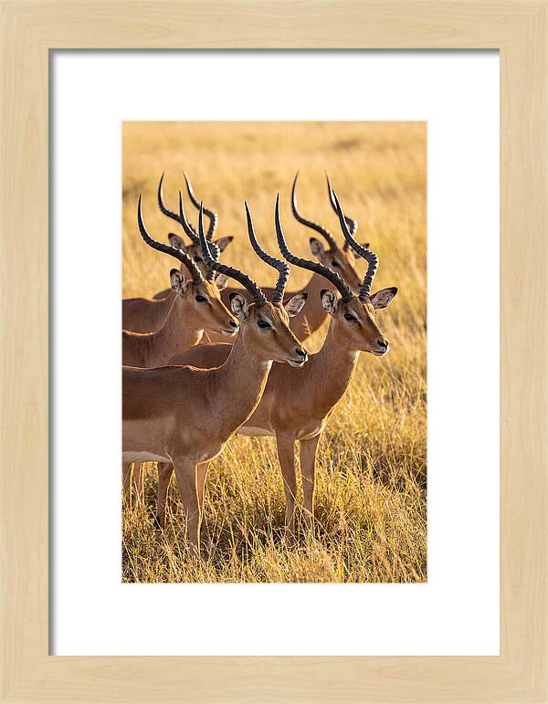 African Impala Bachelor Herd